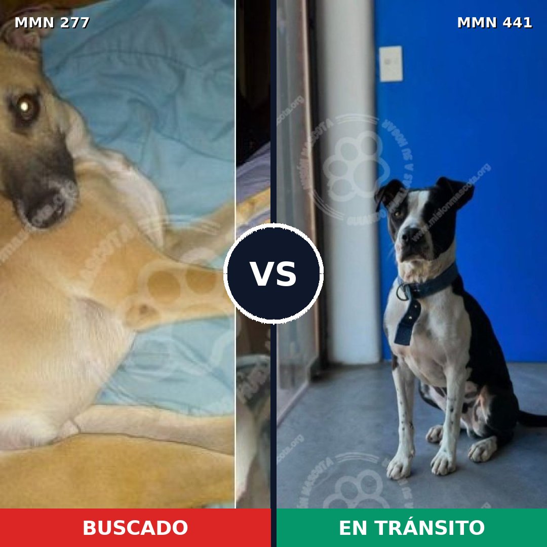 Comparativa MMS 5776: mascota perdida y mascota encontrada, 22% de similitud