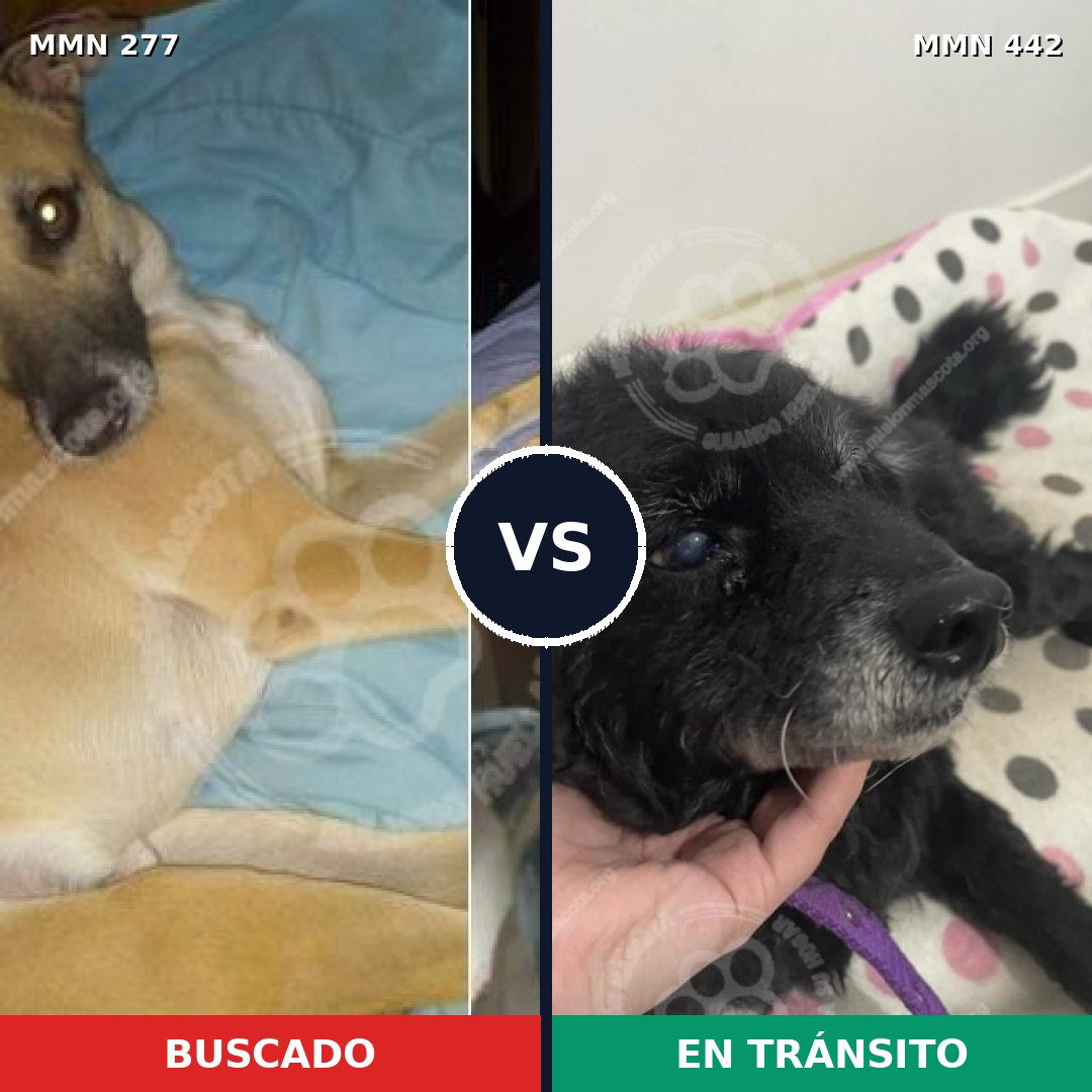 Comparativa MMS 5777: mascota perdida y mascota encontrada, 57% de similitud