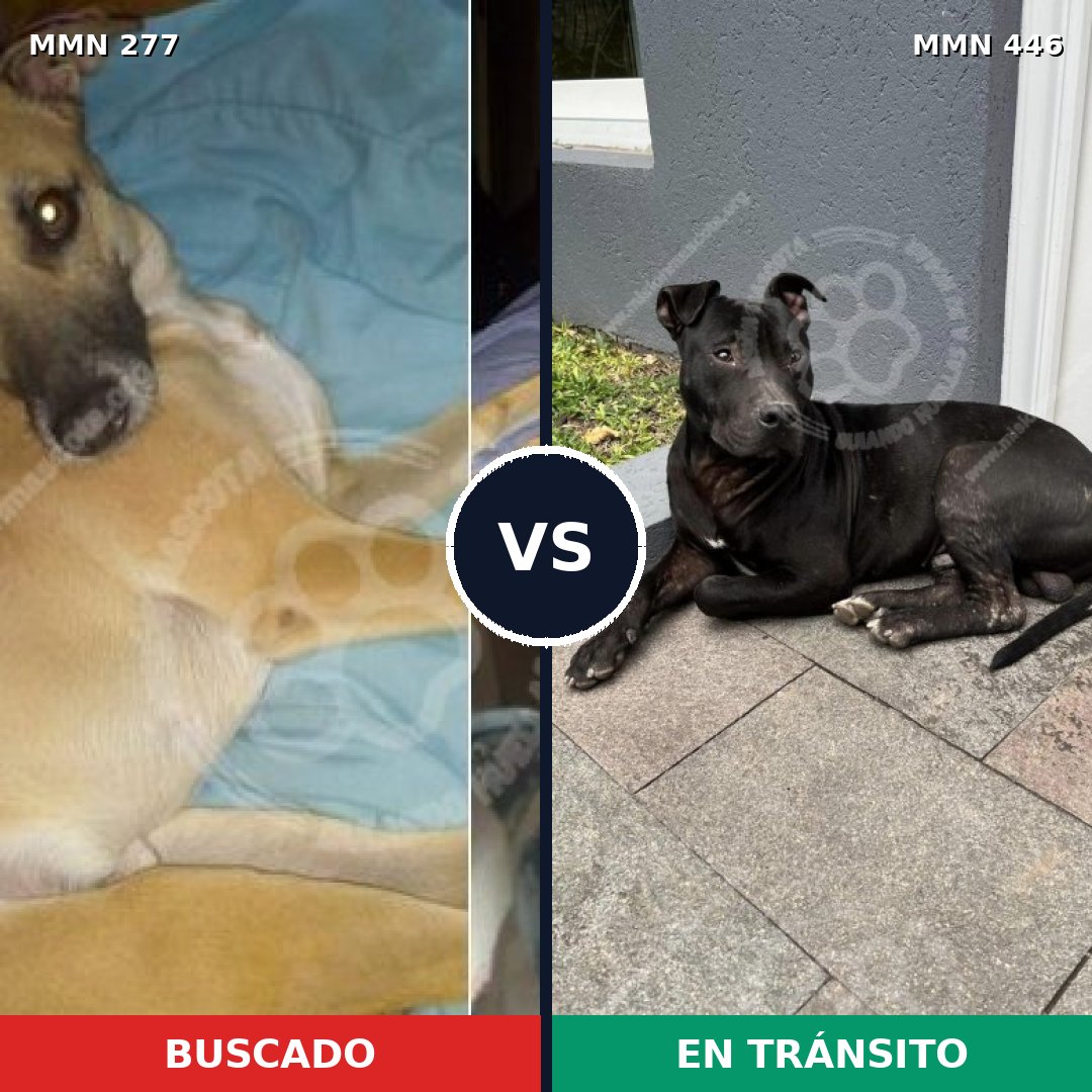 Comparativa MMS 5778: mascota perdida y mascota encontrada, 63% de similitud