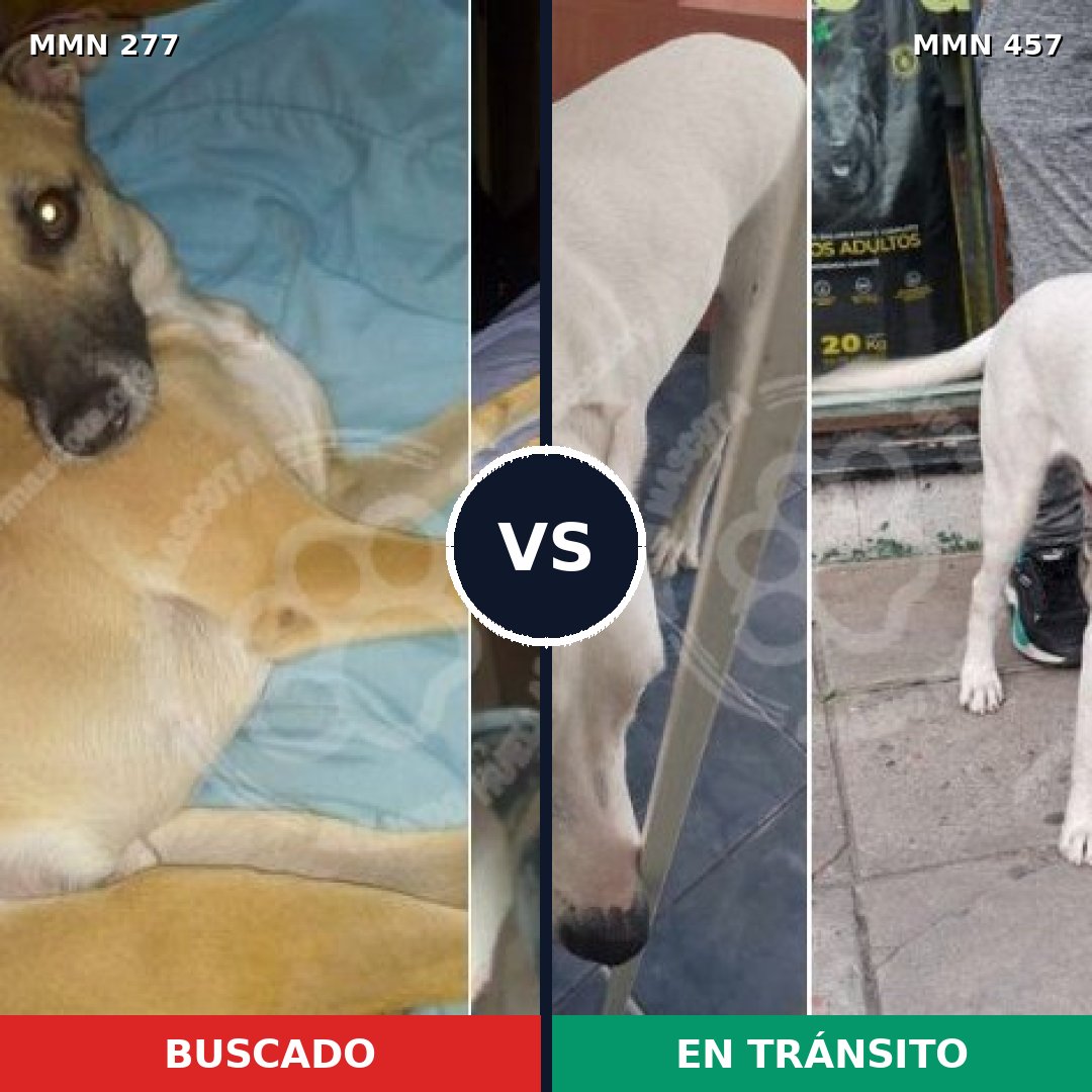 Comparativa MMS 5779: mascota perdida y mascota encontrada, 63% de similitud