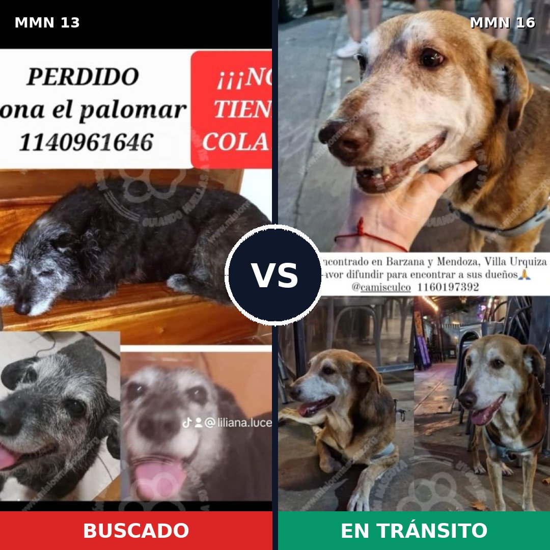 Comparativa MMS 578: mascota perdida y mascota encontrada, 81% de similitud