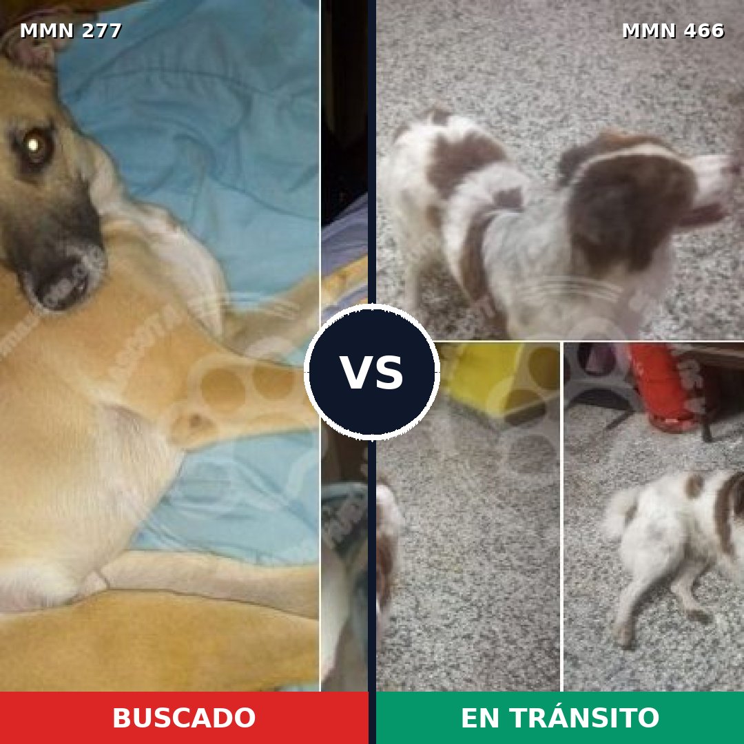 Comparativa MMS 5781: mascota perdida y mascota encontrada, 60% de similitud