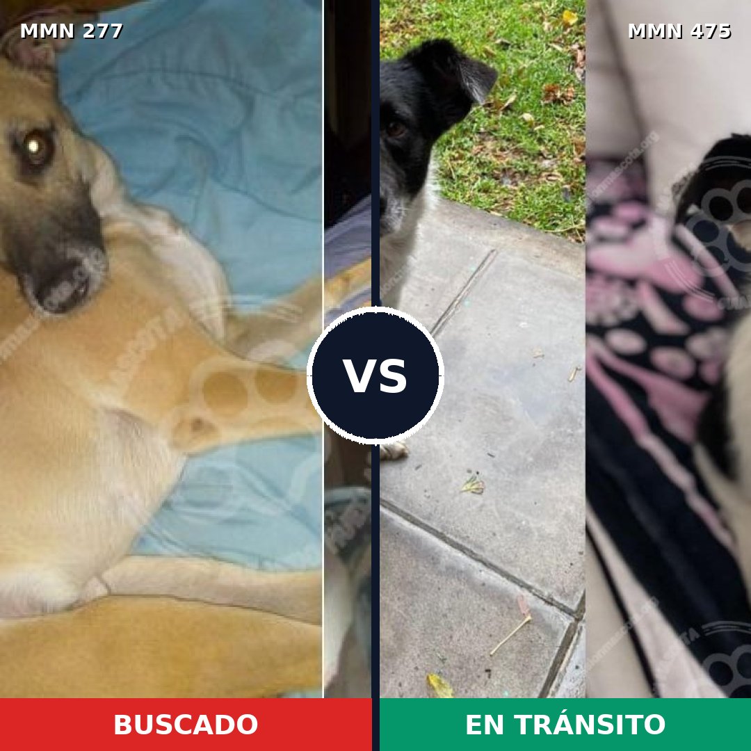 Comparativa MMS 5782: mascota perdida y mascota encontrada, 63% de similitud