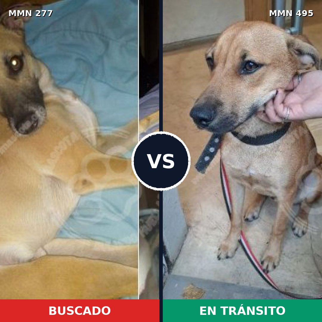 Comparativa MMS 5784: mascota perdida y mascota encontrada, 65% de similitud
