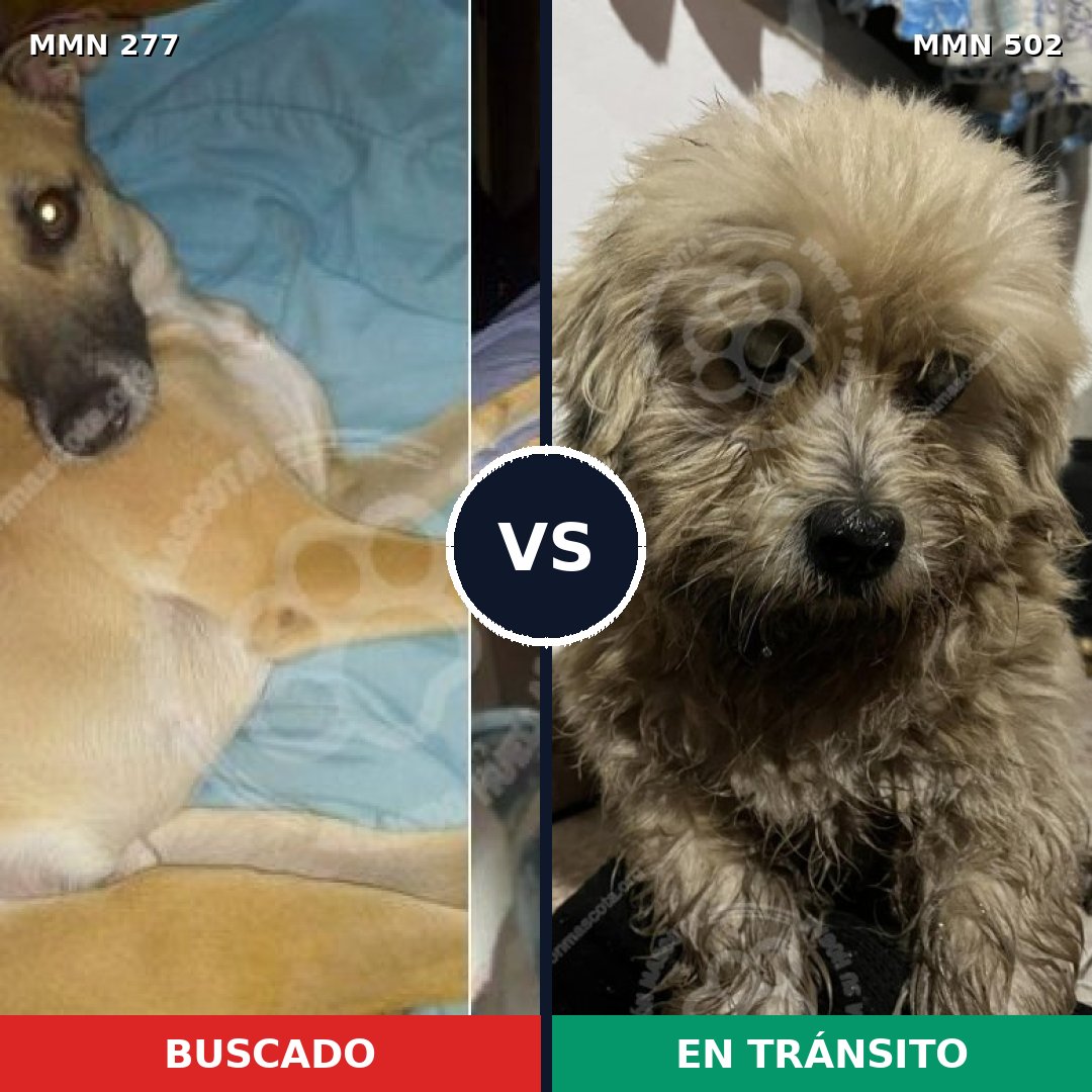 Comparativa MMS 5785: mascota perdida y mascota encontrada, 13% de similitud