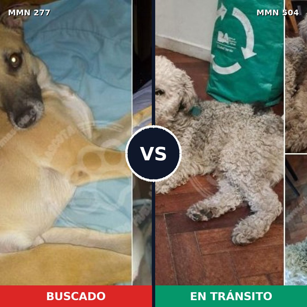 Comparativa MMS 5786: mascota perdida y mascota encontrada, 39% de similitud