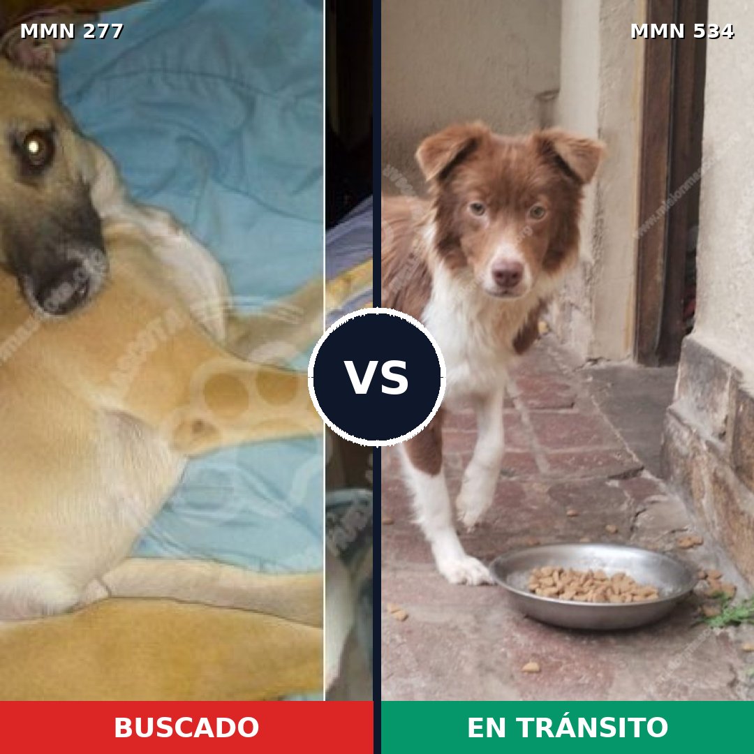 Comparativa MMS 5788: mascota perdida y mascota encontrada, 43% de similitud