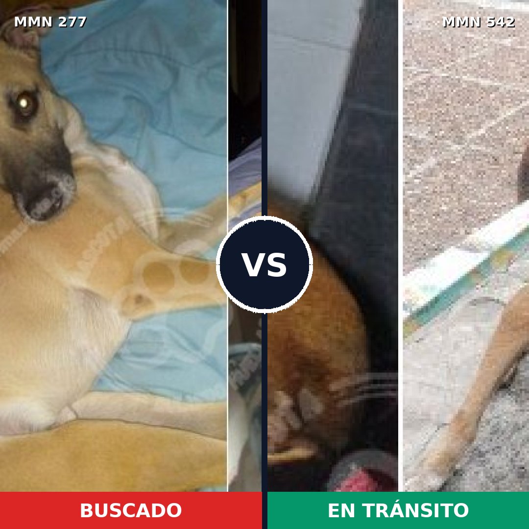 Comparativa MMS 5789: mascota perdida y mascota encontrada, 8% de similitud