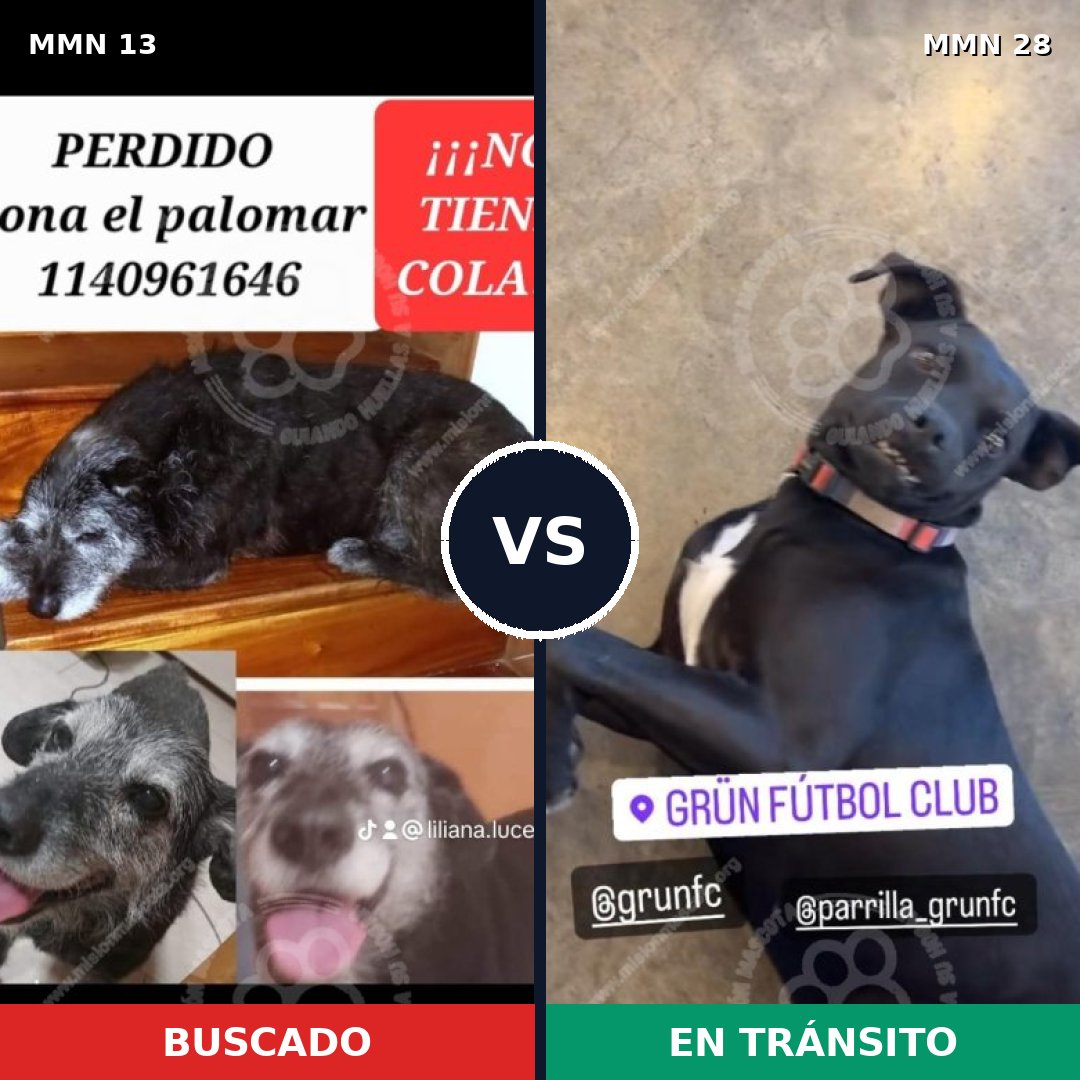 Comparativa MMS 579: mascota perdida y mascota encontrada, 88% de similitud