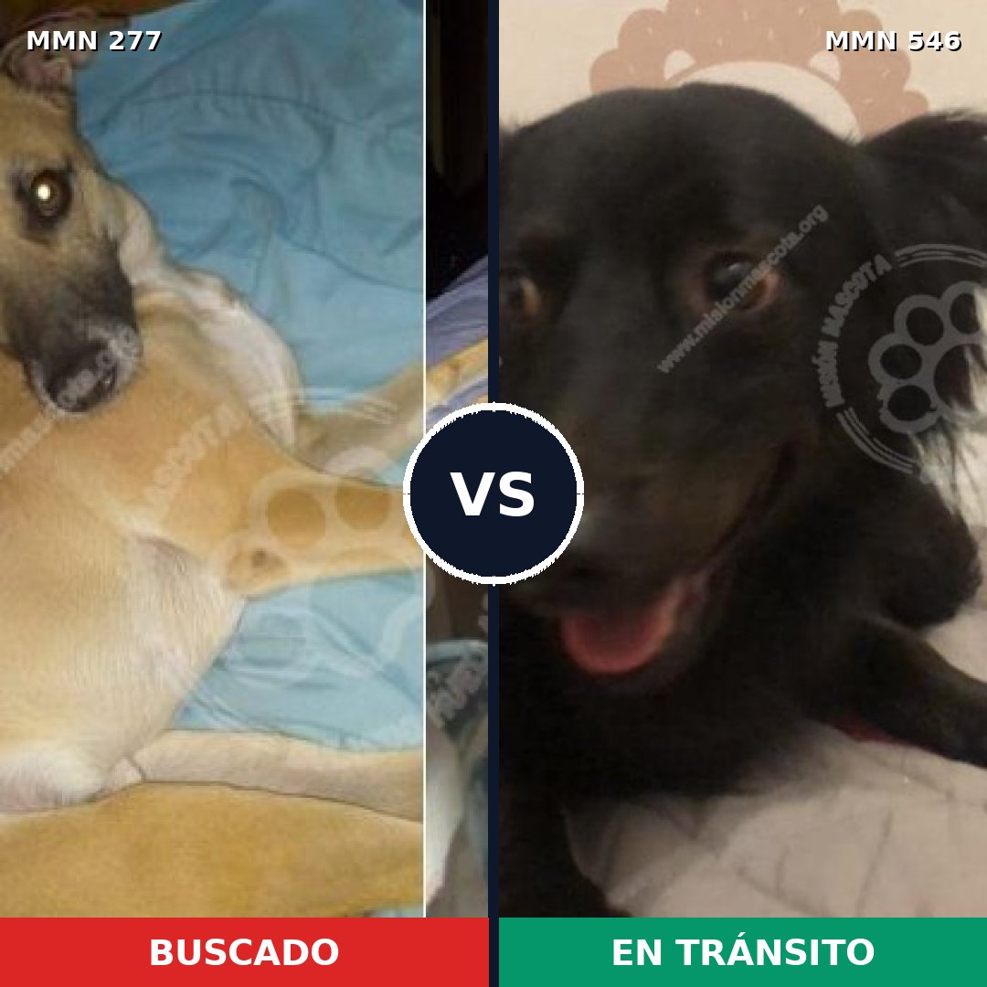 Comparativa MMS 5790: mascota perdida y mascota encontrada, 6% de similitud