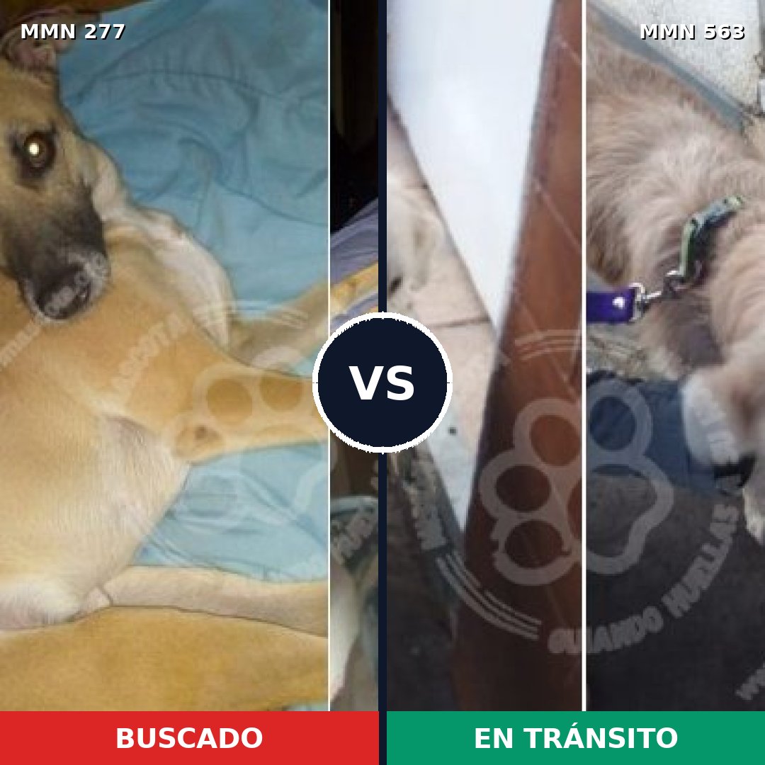 Comparativa MMS 5791: mascota perdida y mascota encontrada, 57% de similitud