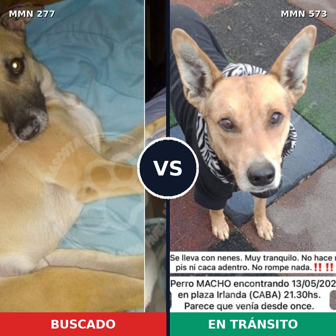 Comparativa MMS 5792: mascota perdida y mascota encontrada, 63% de similitud