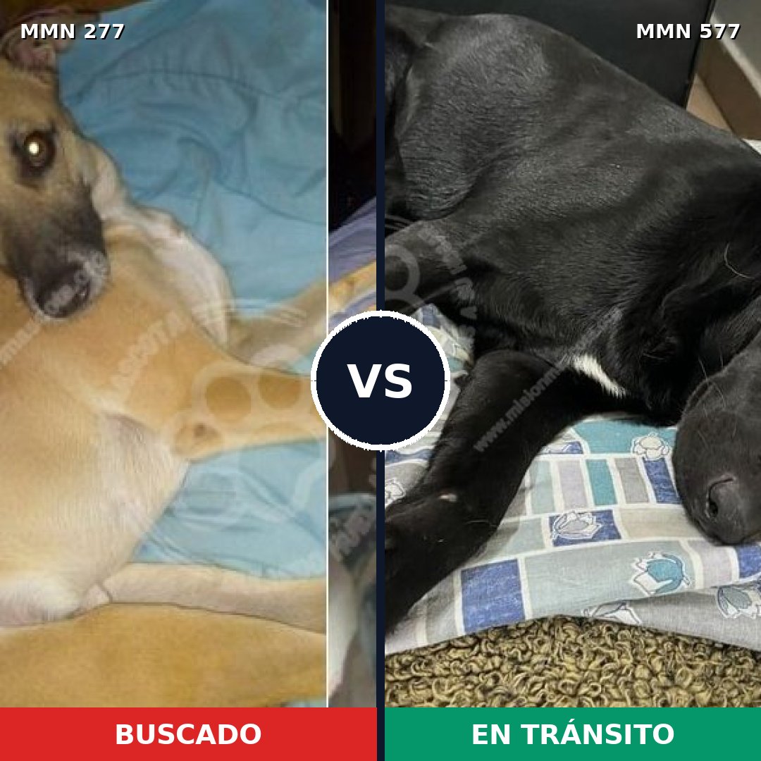 Comparativa MMS 5793: mascota perdida y mascota encontrada, 59% de similitud