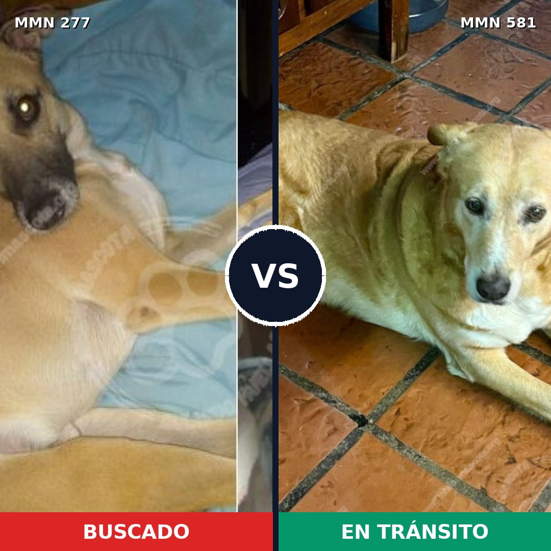 Comparativa MMS 5794: mascota perdida y mascota encontrada, 22% de similitud