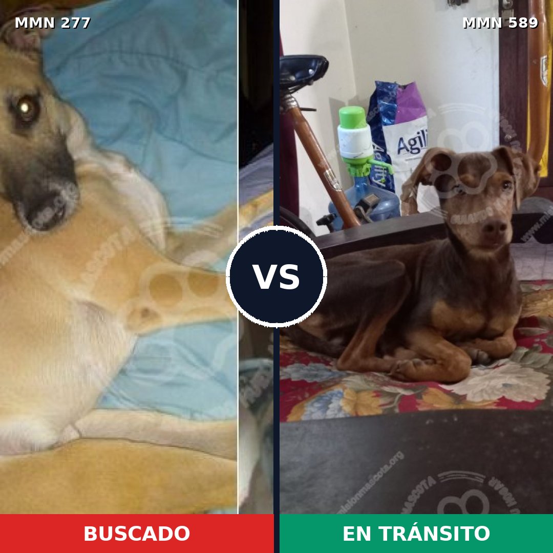 Comparativa MMS 5795: mascota perdida y mascota encontrada, 6% de similitud