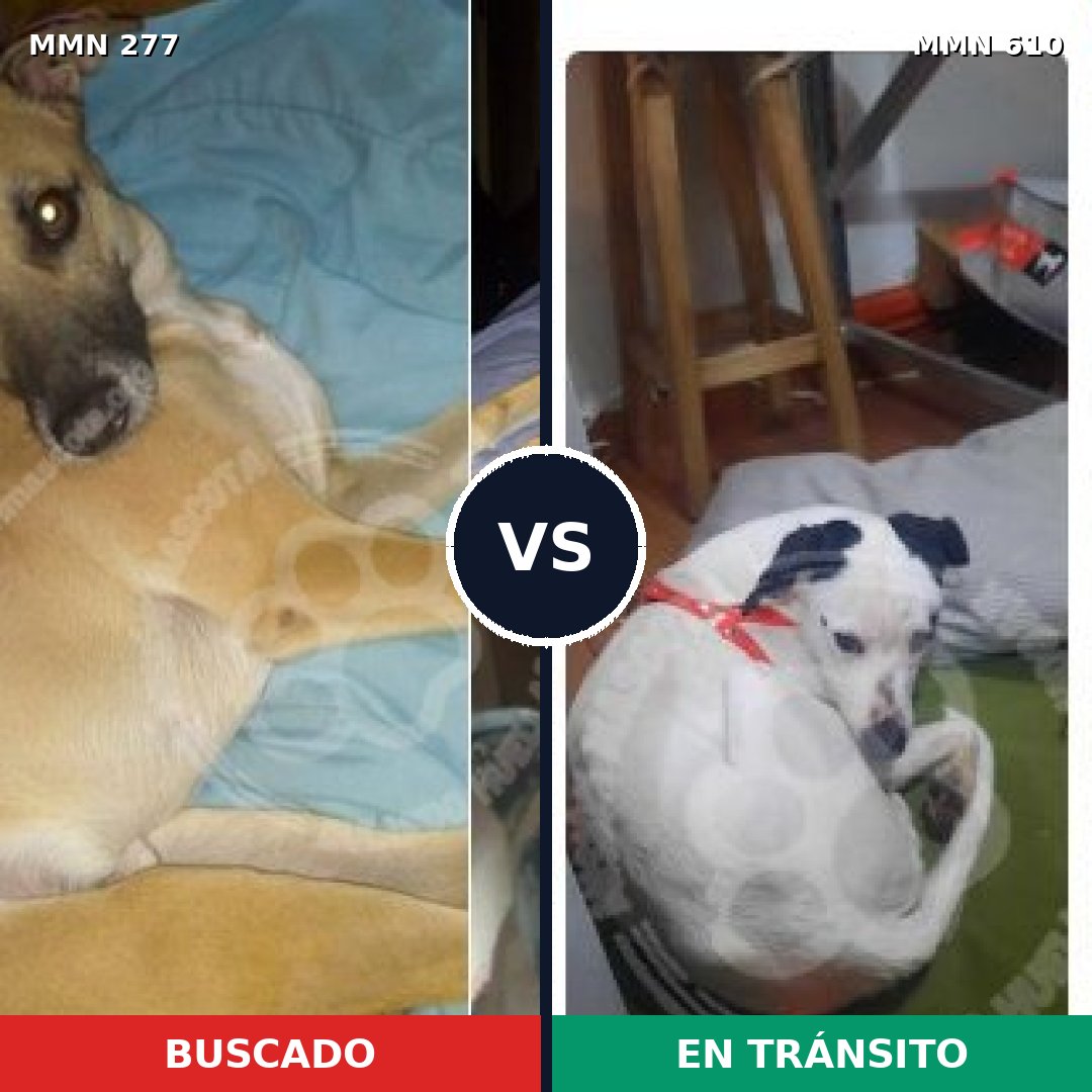 Comparativa MMS 5796: mascota perdida y mascota encontrada, 63% de similitud