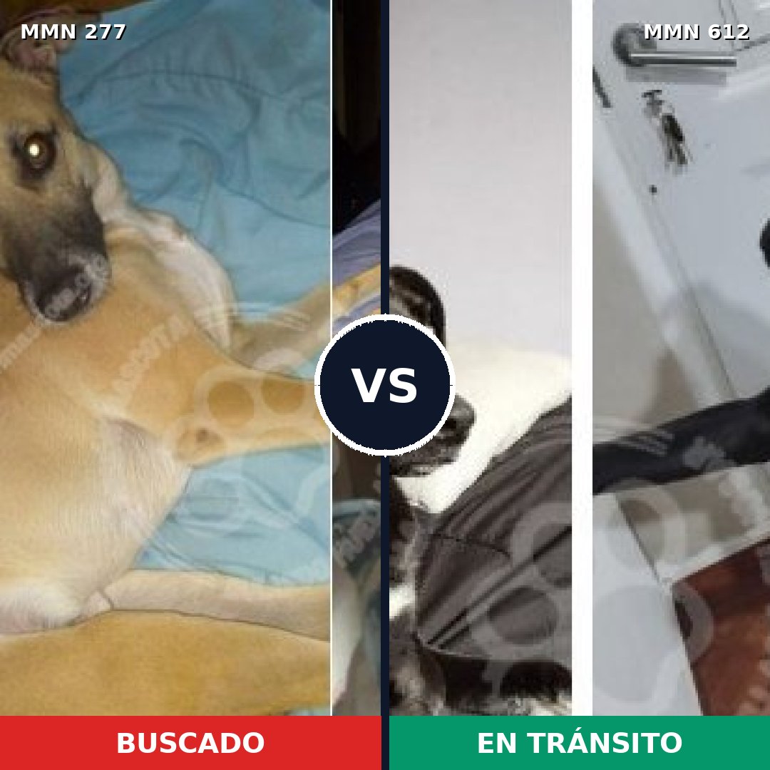 Comparativa MMS 5797: mascota perdida y mascota encontrada, 59% de similitud
