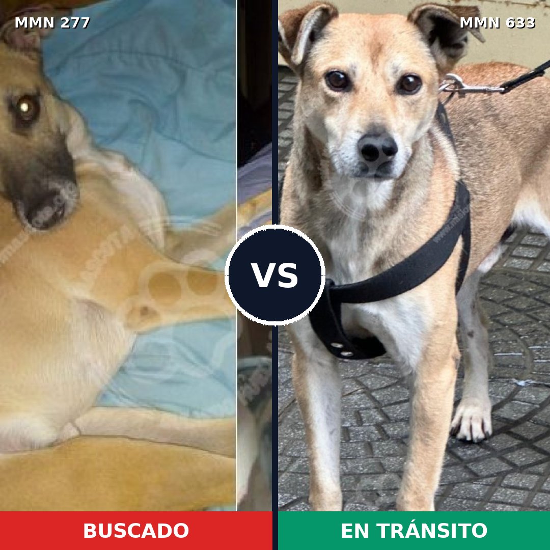 Comparativa MMS 5798: mascota perdida y mascota encontrada, 62% de similitud