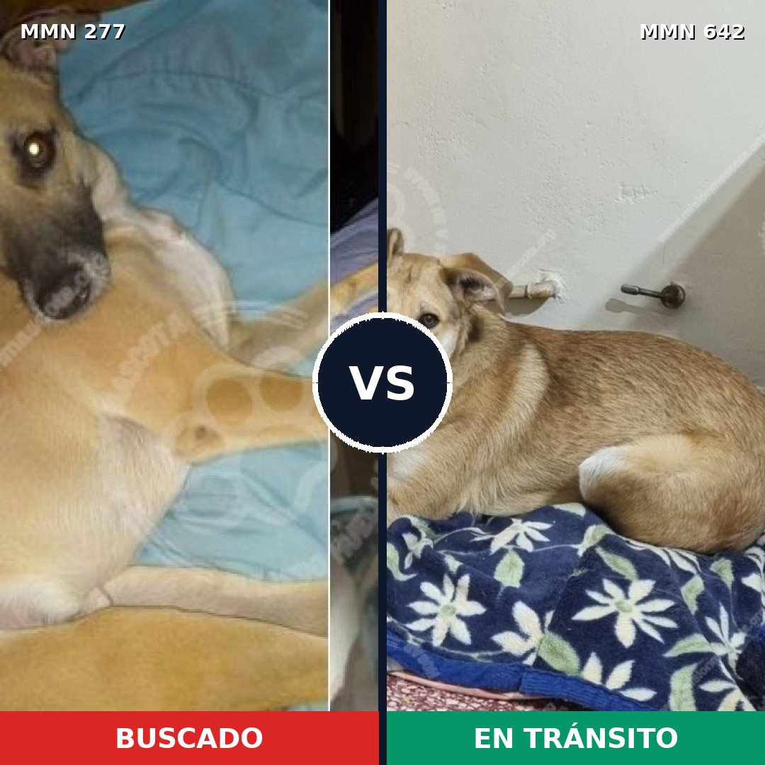 Comparativa MMS 5799: mascota perdida y mascota encontrada, 13% de similitud