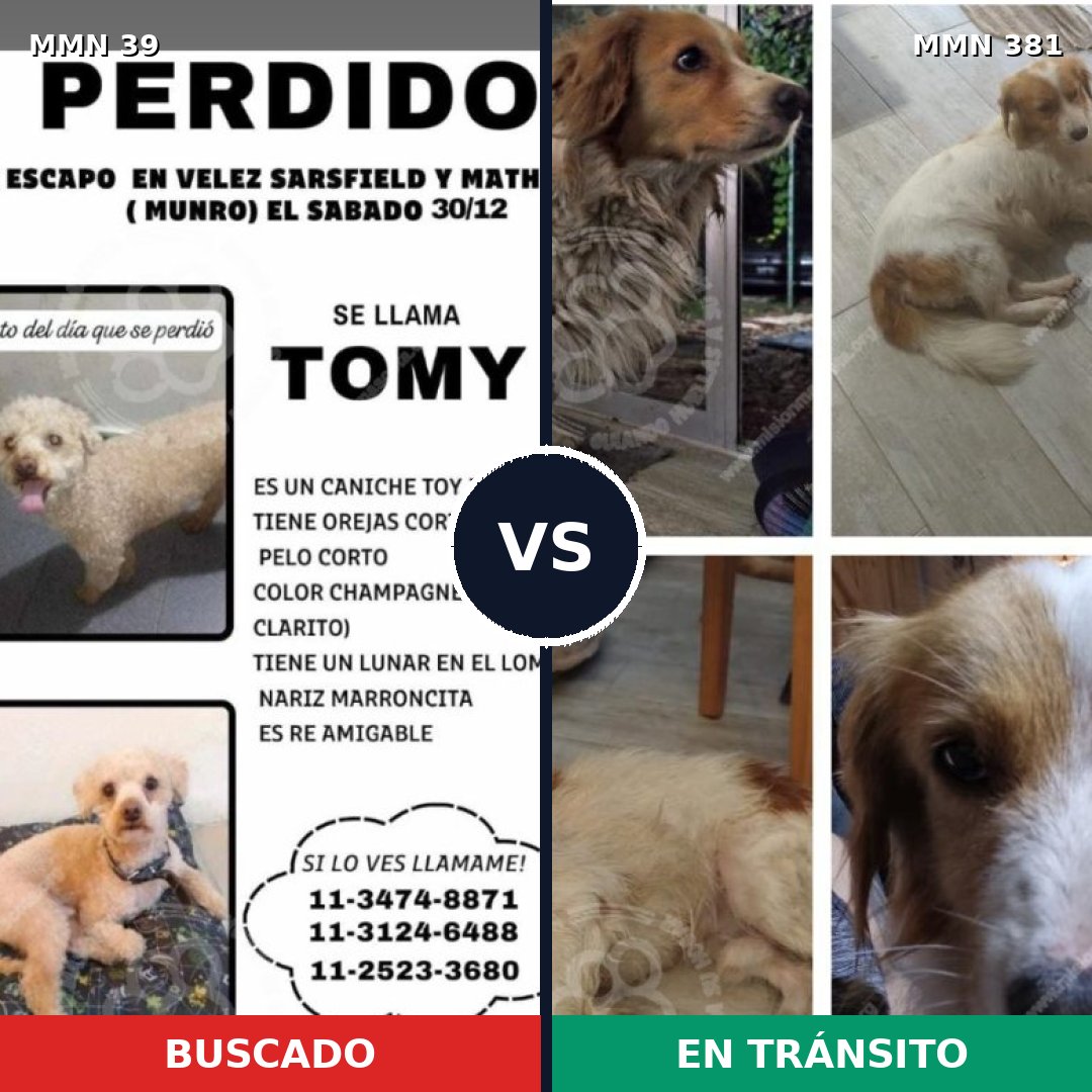 Comparativa MMS 58: mascota perdida y mascota encontrada, 36% de similitud