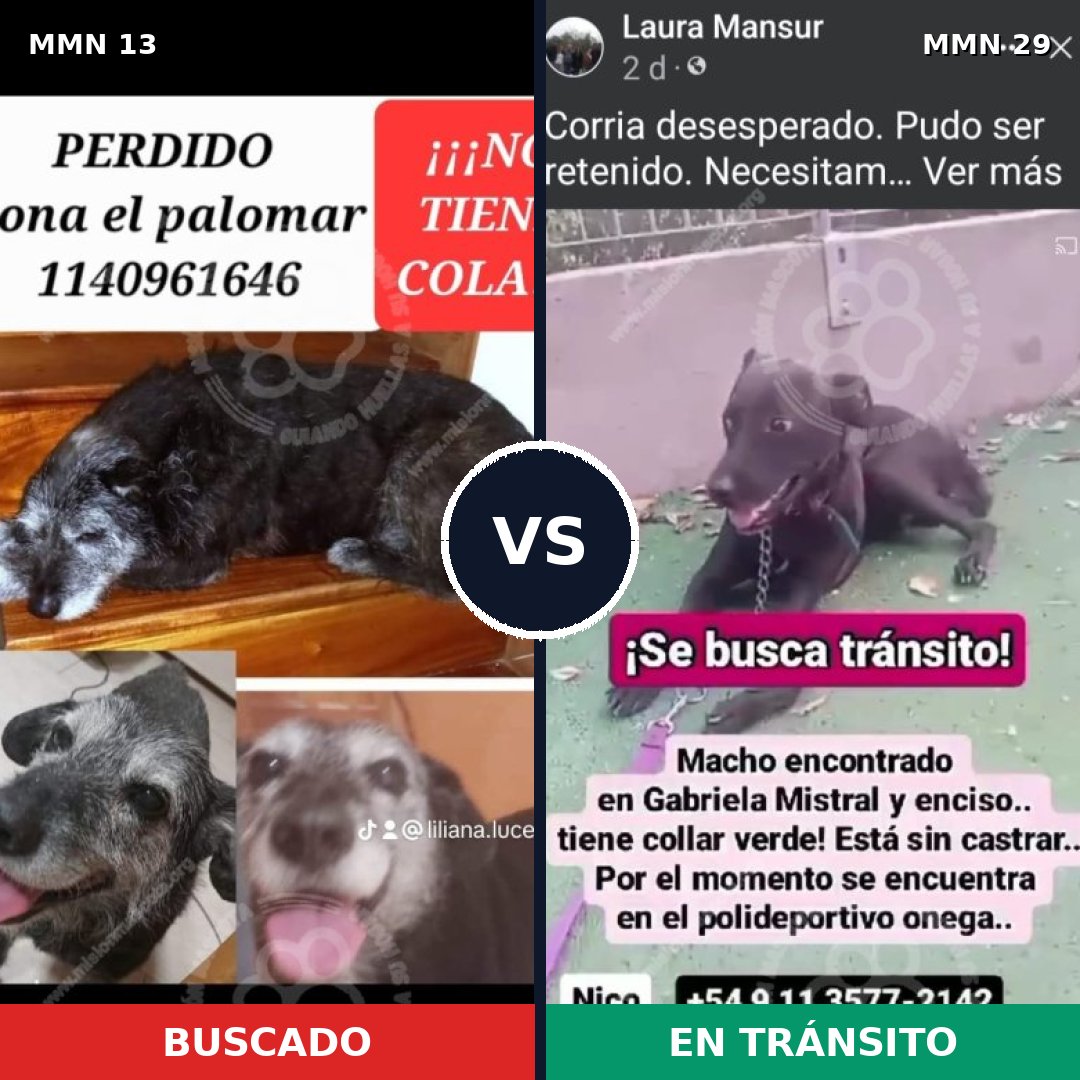 Comparativa MMS 580: mascota perdida y mascota encontrada, 79% de similitud
