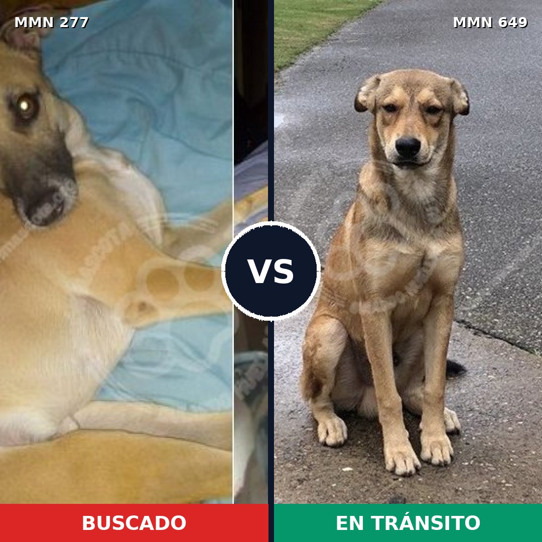 Comparativa MMS 5800: mascota perdida y mascota encontrada, 7% de similitud