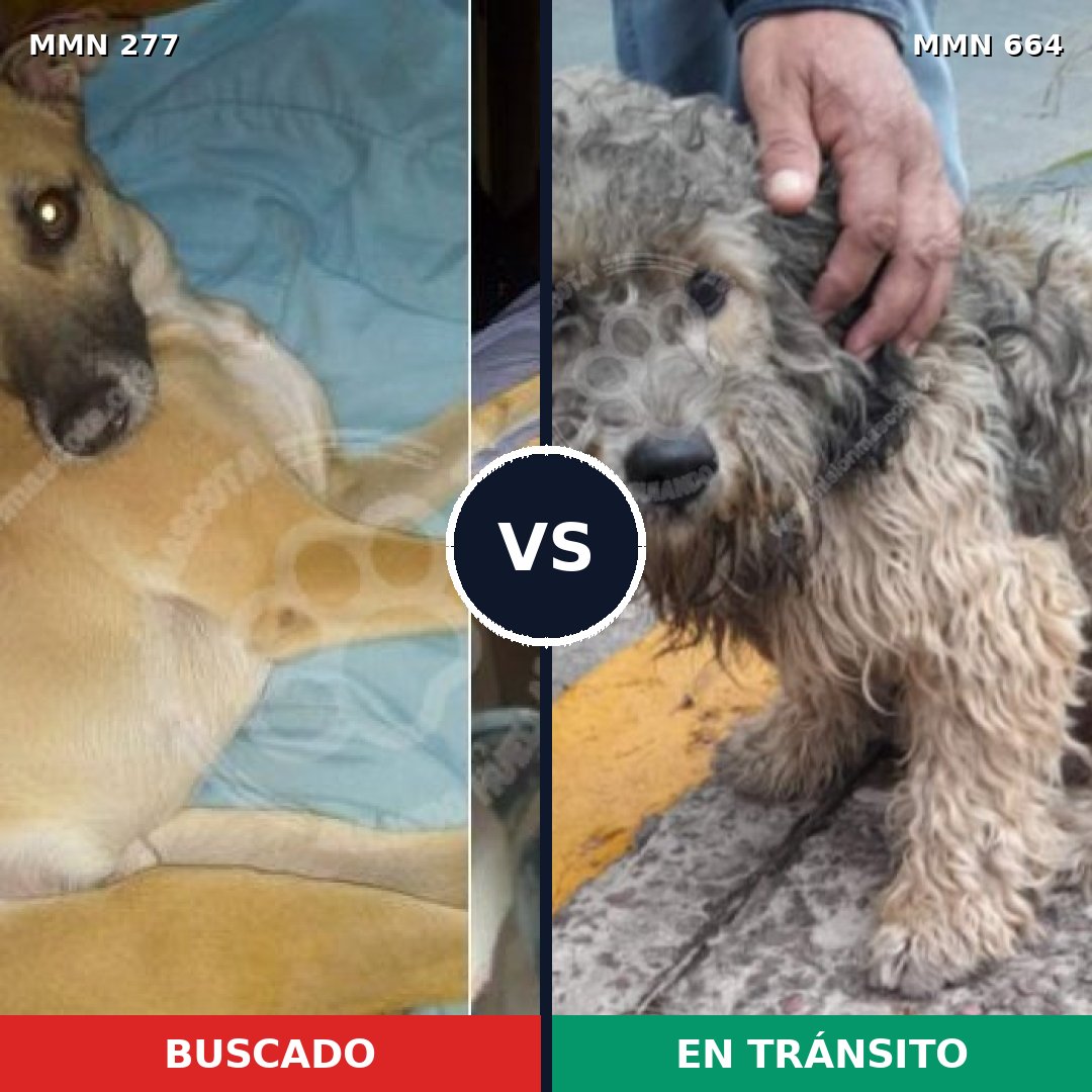 Comparativa MMS 5802: mascota perdida y mascota encontrada, 62% de similitud