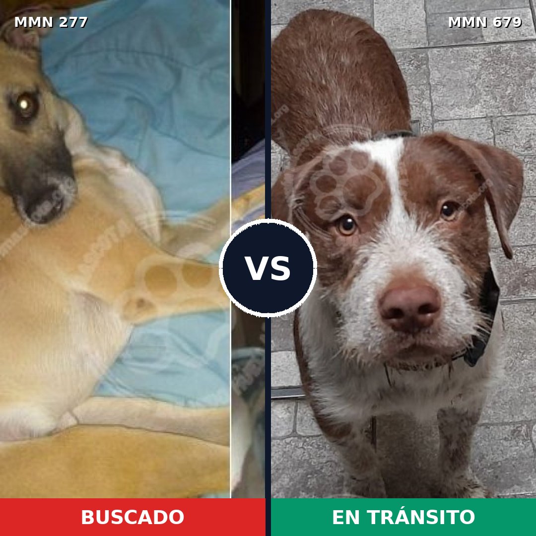 Comparativa MMS 5804: mascota perdida y mascota encontrada, 15% de similitud