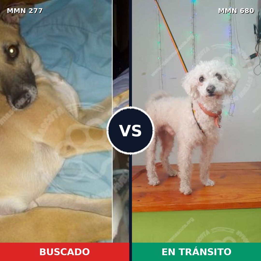 Comparativa MMS 5805: mascota perdida y mascota encontrada, 31% de similitud