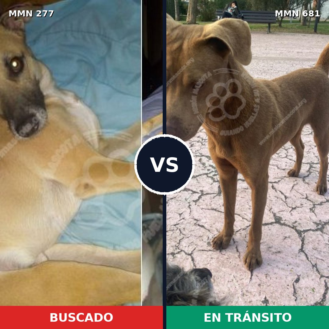 Comparativa MMS 5806: mascota perdida y mascota encontrada, 10% de similitud