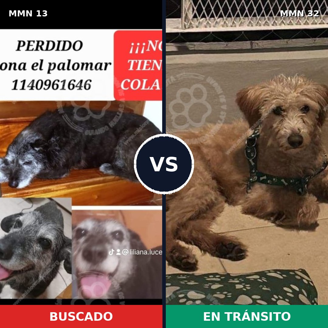 Comparativa MMS 581: mascota perdida y mascota encontrada, 75% de similitud