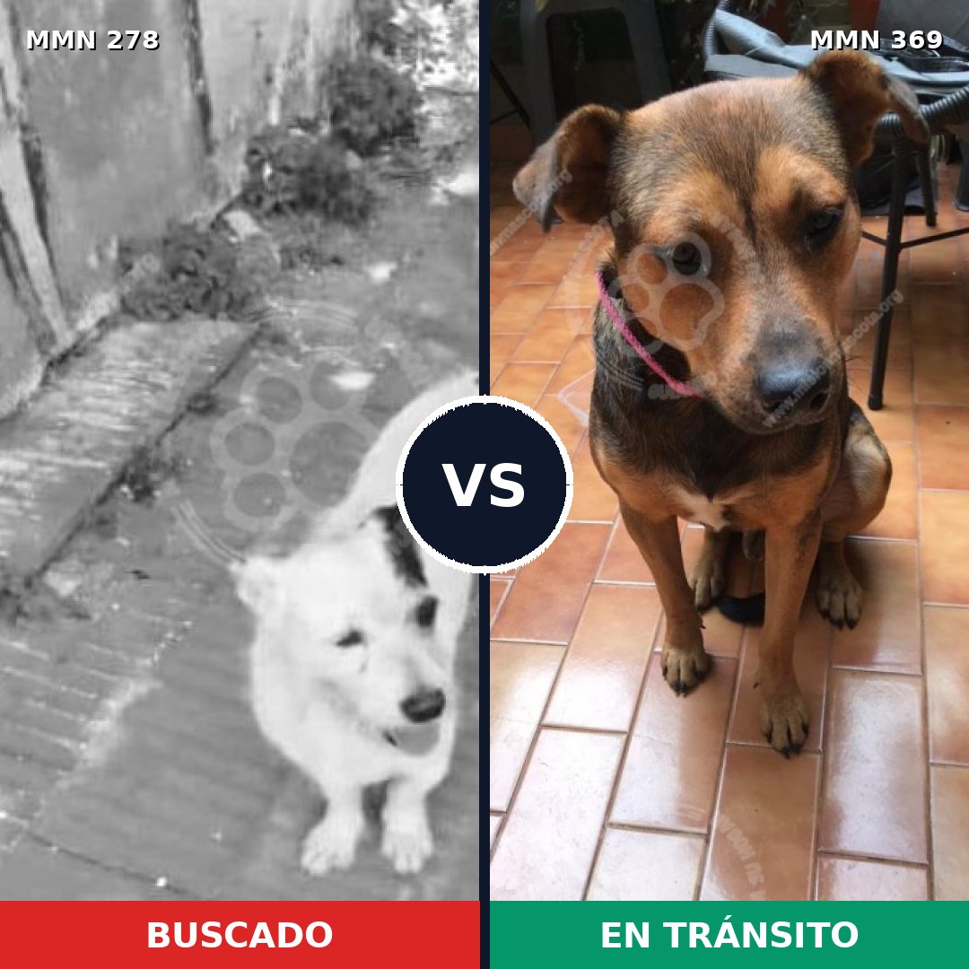 Comparativa MMS 5810: mascota perdida y mascota encontrada, 22% de similitud