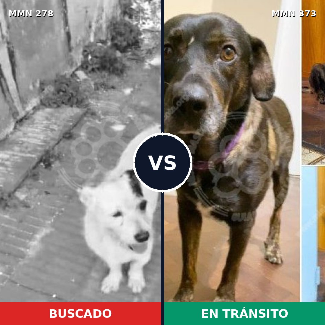 Comparativa MMS 5811: mascota perdida y mascota encontrada, 9% de similitud