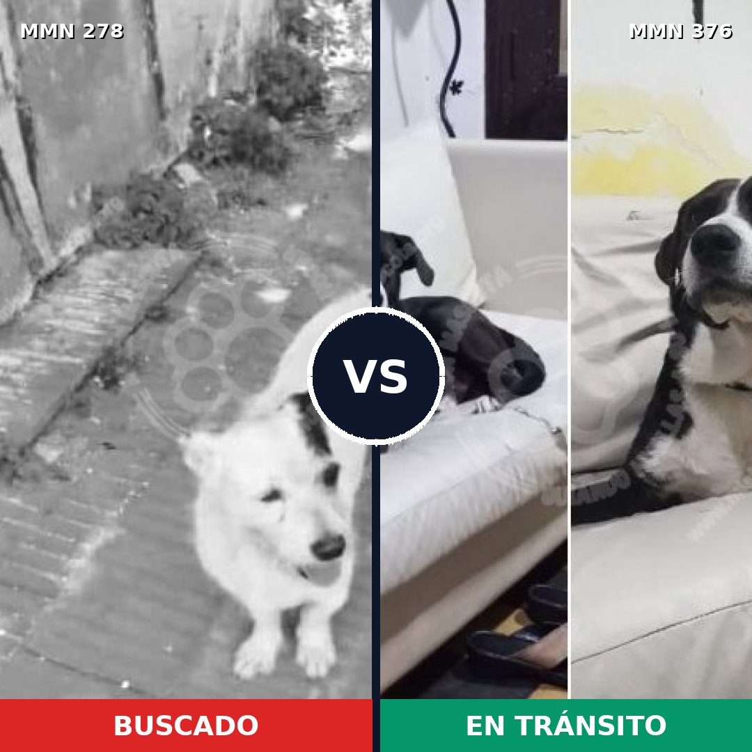 Comparativa MMS 5812: mascota perdida y mascota encontrada, 43% de similitud