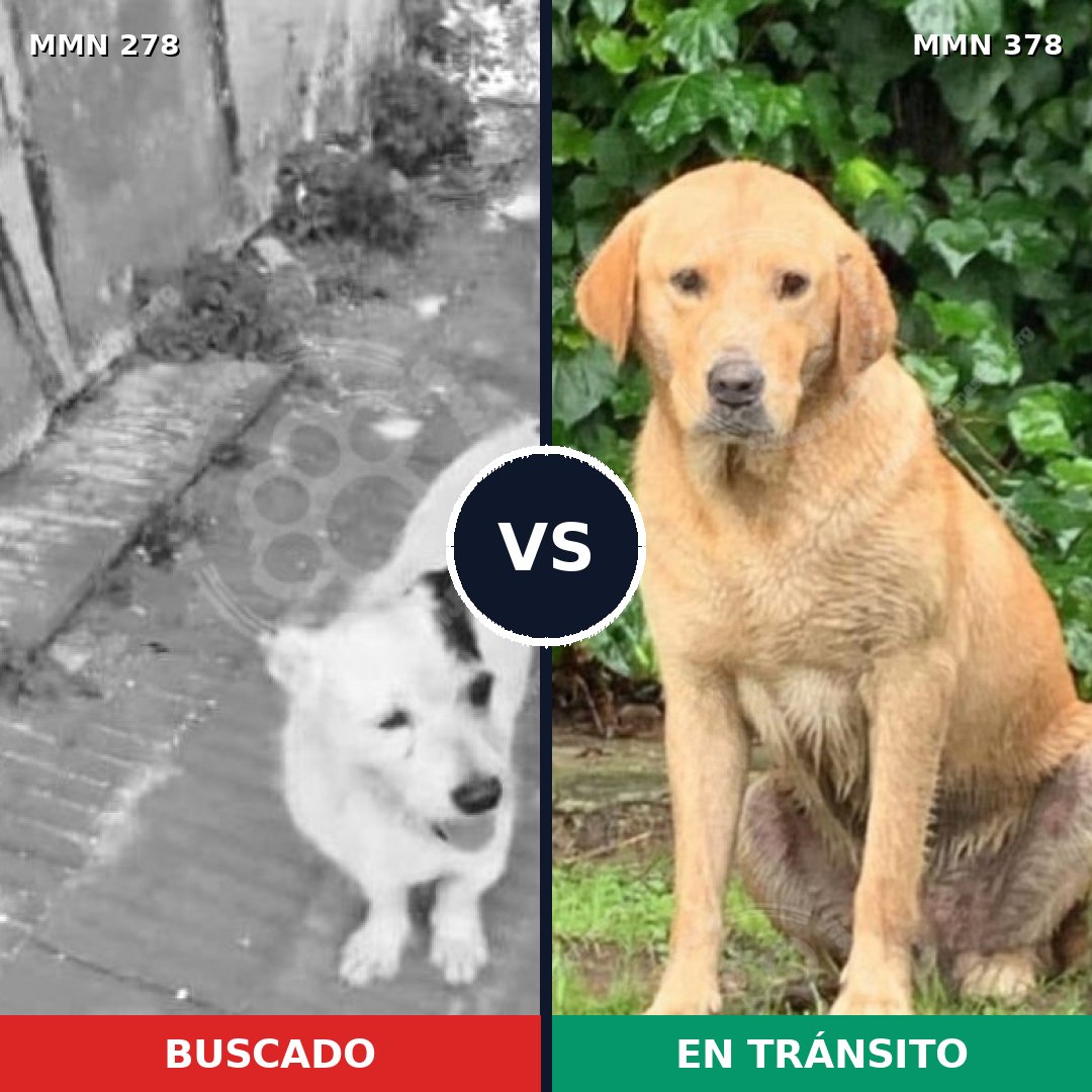 Comparativa MMS 5813: mascota perdida y mascota encontrada, 6% de similitud