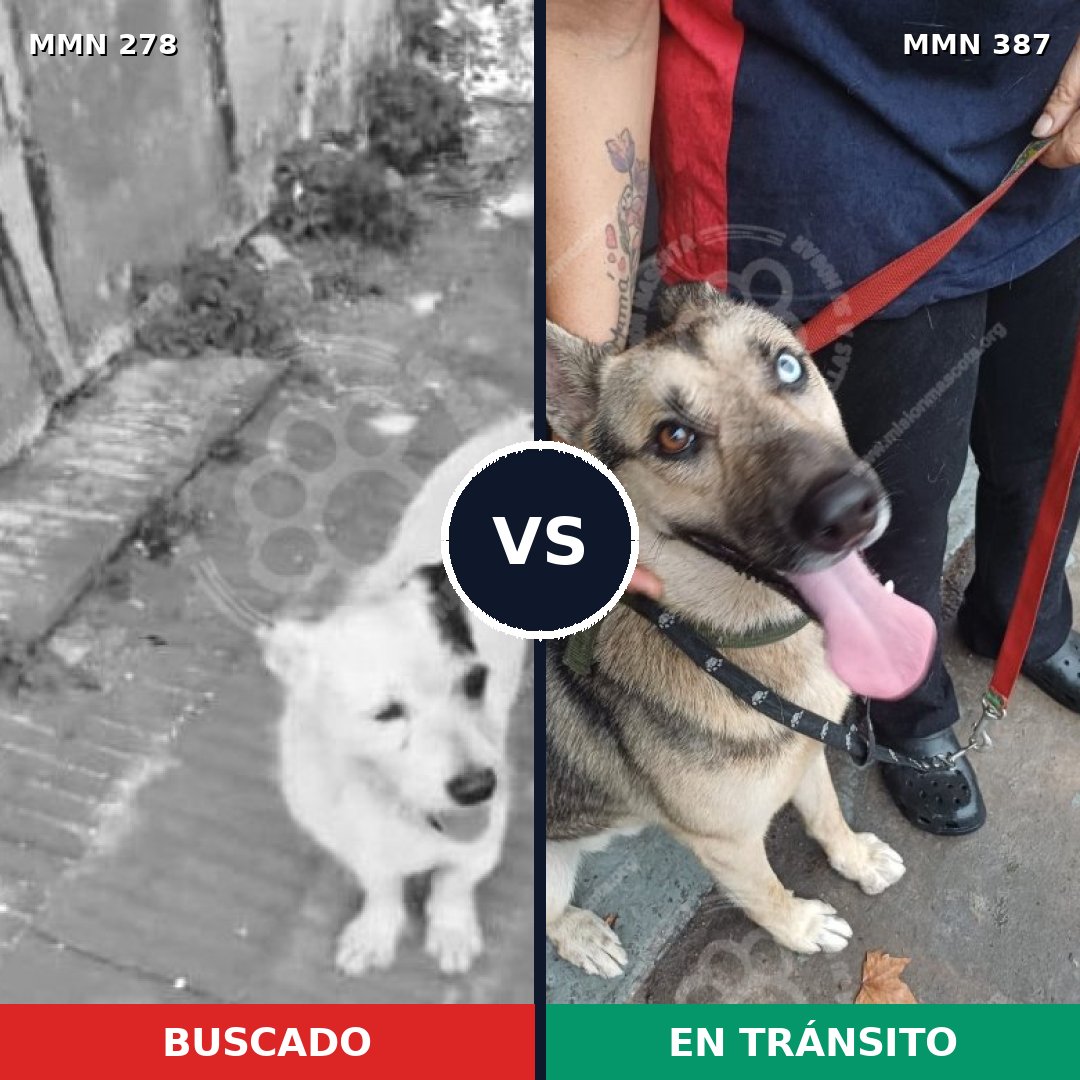Comparativa MMS 5814: mascota perdida y mascota encontrada, 2% de similitud