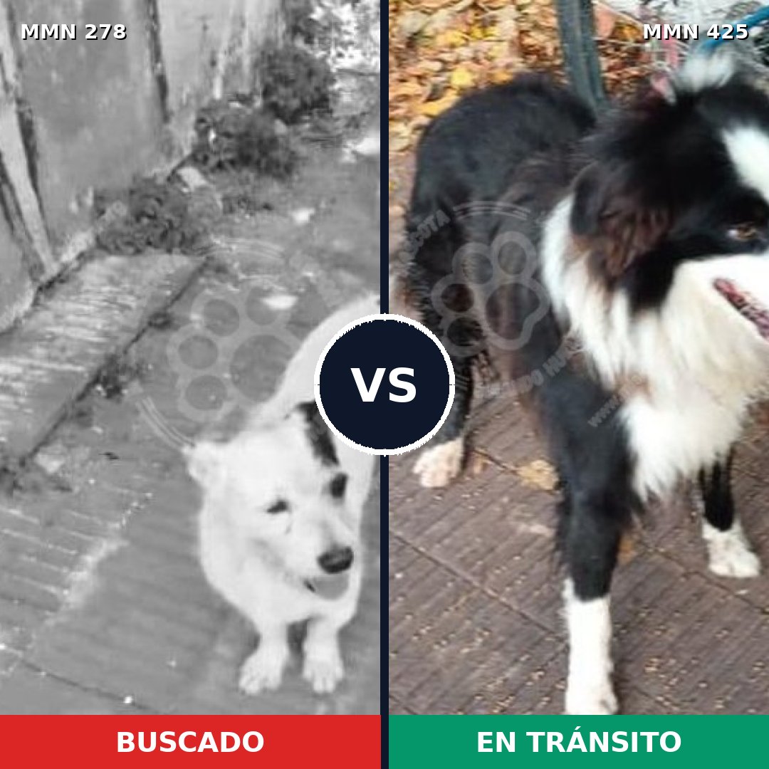 Comparativa MMS 5818: mascota perdida y mascota encontrada, 27% de similitud