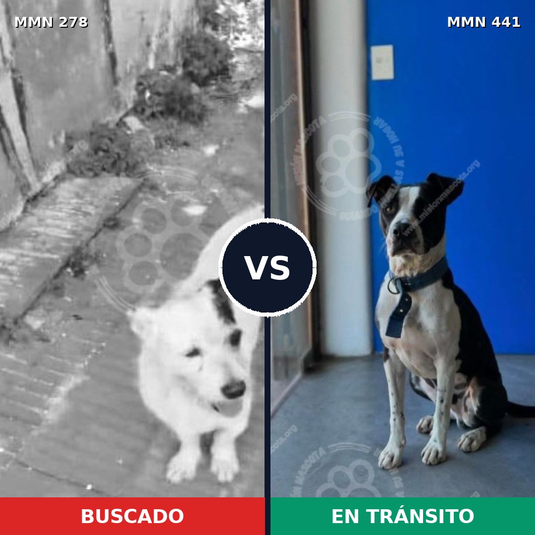 Comparativa MMS 5819: mascota perdida y mascota encontrada, 47% de similitud
