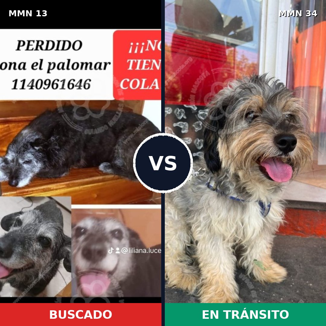 Comparativa MMS 582: mascota perdida y mascota encontrada, 69% de similitud