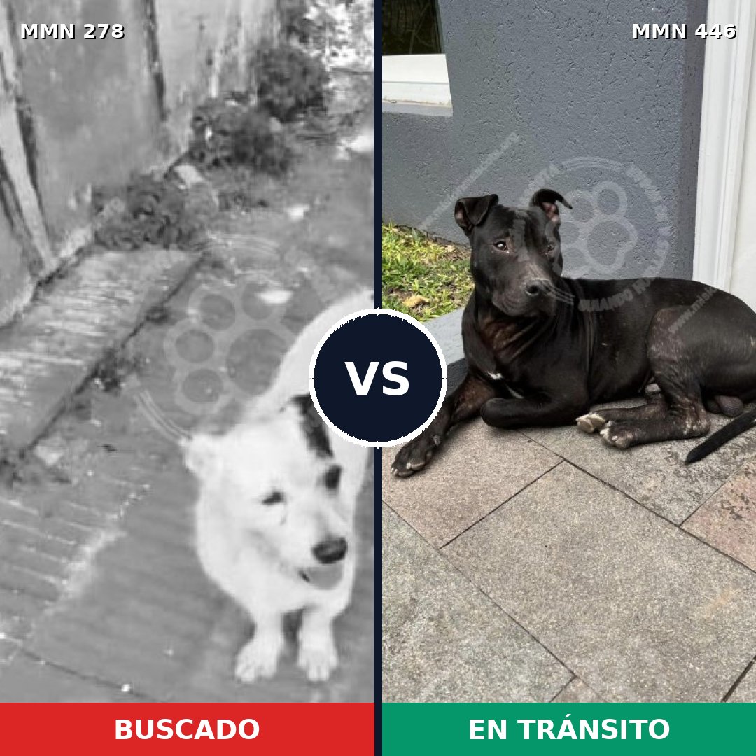 Comparativa MMS 5821: mascota perdida y mascota encontrada, 47% de similitud