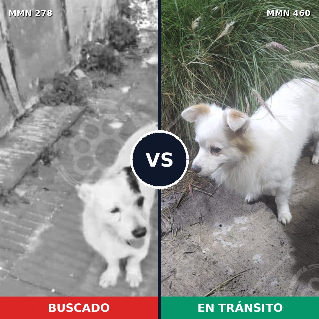 Comparativa MMS 5823: mascota perdida y mascota encontrada, 26% de similitud