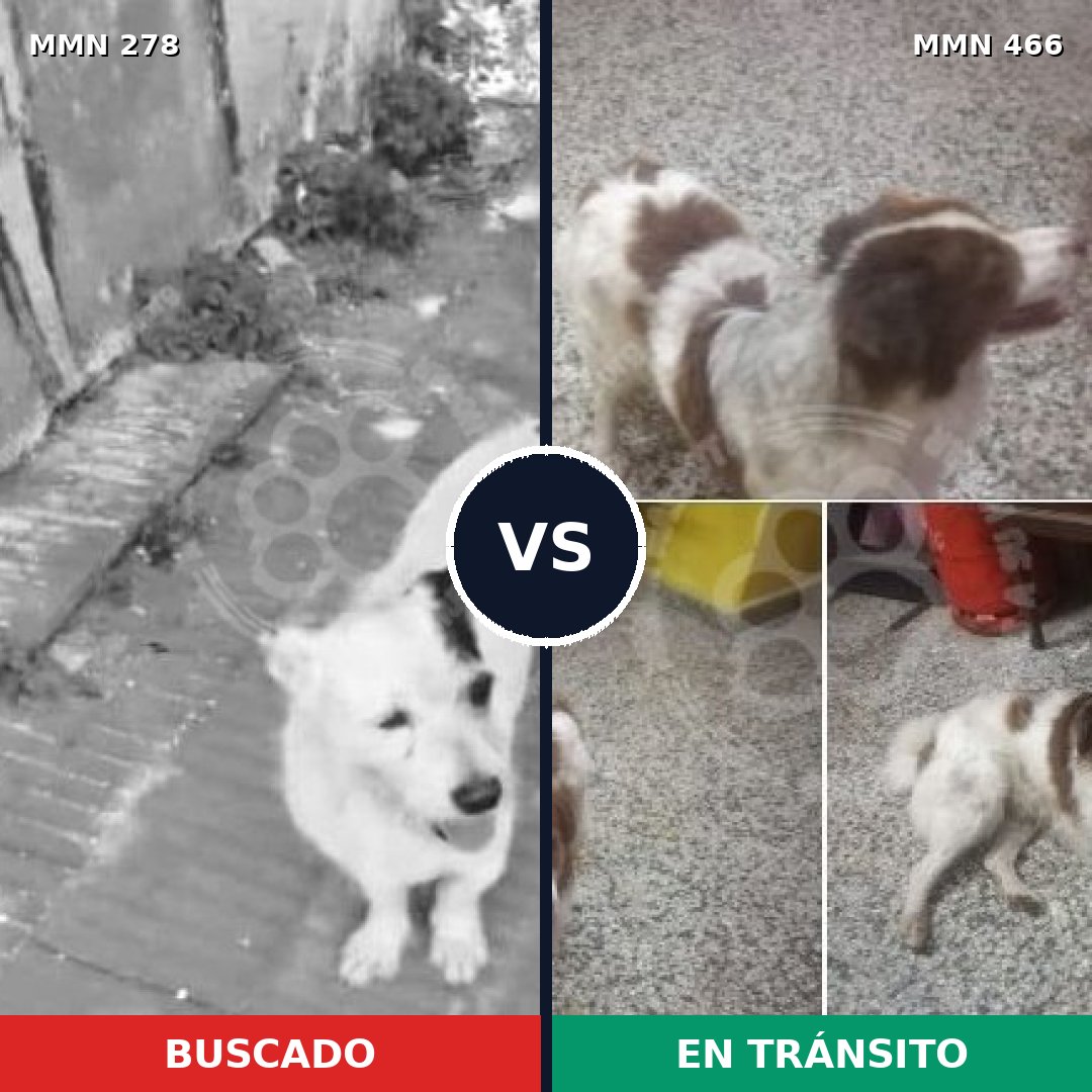 Comparativa MMS 5824: mascota perdida y mascota encontrada, 26% de similitud
