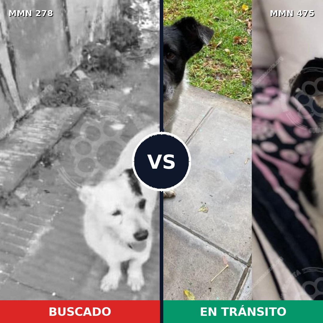 Comparativa MMS 5825: mascota perdida y mascota encontrada, 47% de similitud