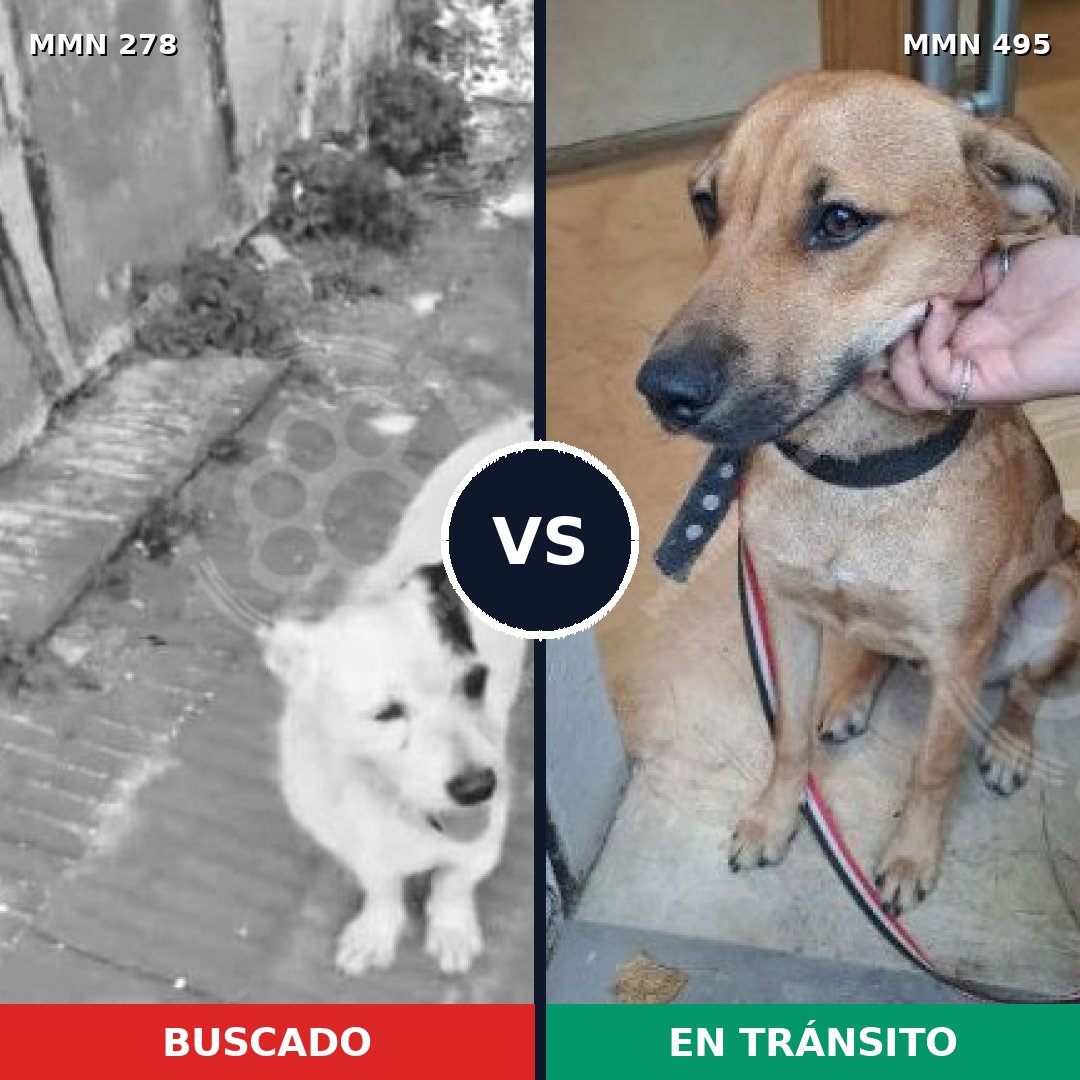 Comparativa MMS 5827: mascota perdida y mascota encontrada, 10% de similitud