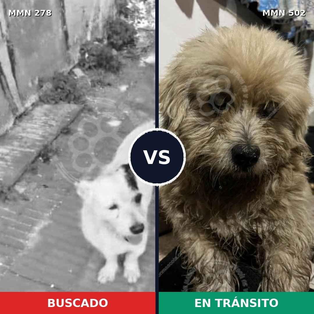 Comparativa MMS 5828: mascota perdida y mascota encontrada, 49% de similitud