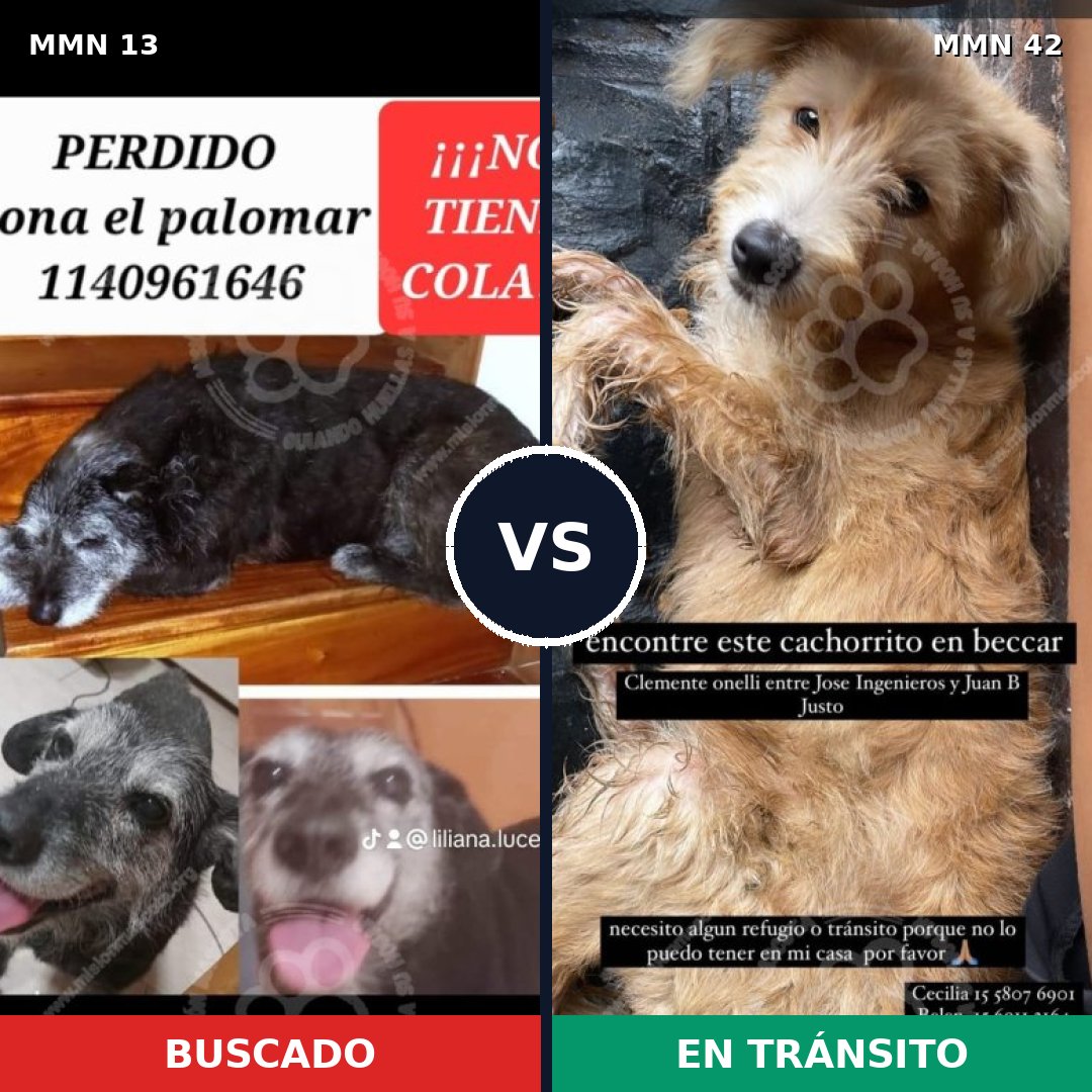 Comparativa MMS 583: mascota perdida y mascota encontrada, 62% de similitud
