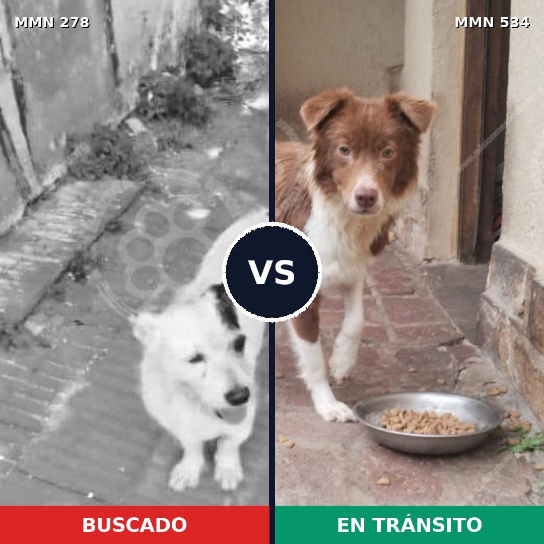 Comparativa MMS 5831: mascota perdida y mascota encontrada, 2% de similitud