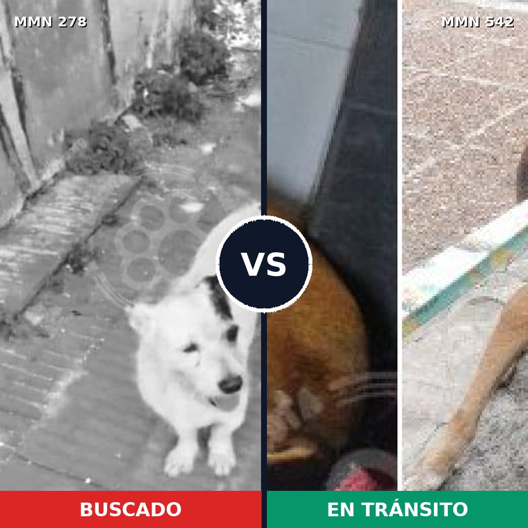Comparativa MMS 5832: mascota perdida y mascota encontrada, 26% de similitud