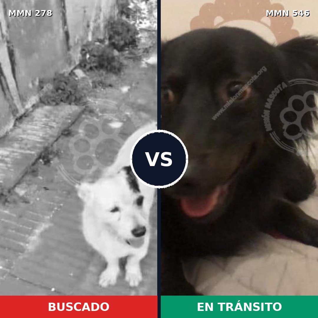Comparativa MMS 5833: mascota perdida y mascota encontrada, 63% de similitud