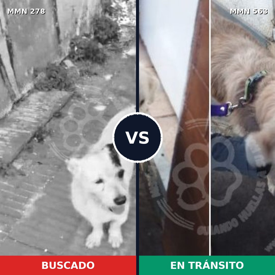 Comparativa MMS 5834: mascota perdida y mascota encontrada, 11% de similitud